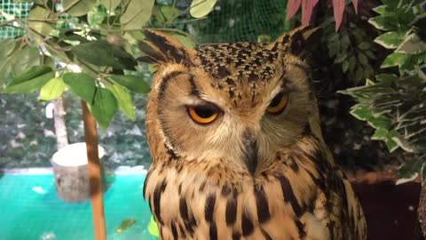 Adorable sleepy owls in Japan
