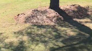 Squirrel goes wild at golf course