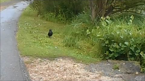 naughty Raven steals the ducks that feed