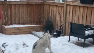 Doggy Spins Excitedly in the Snow