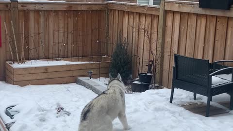 Doggy Spins Excitedly in the Snow