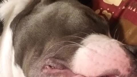 American Bulldog loudly snores like old man