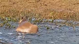 Capybara The Flash