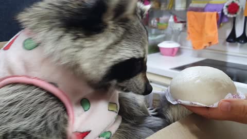 Raccoons frown at the smell of steamed bun.