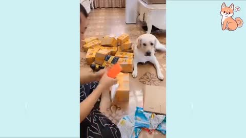 Cute puppy and smart dogs compilation