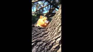 Squirrel Buddy Loves Snacks