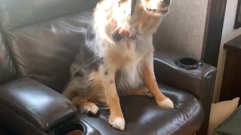 Australian Shepherd Smiles to Get Out of Trouble