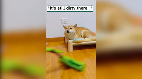 Dog want to clean his side 😅| funny dog videos #dog #puppy