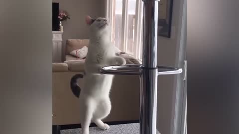 1 Hour of Funniest Cat Videos