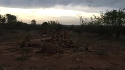 Lazy Lionesses Startled Awake By Thunder's Boom