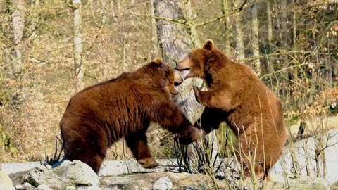 Bear quarrel