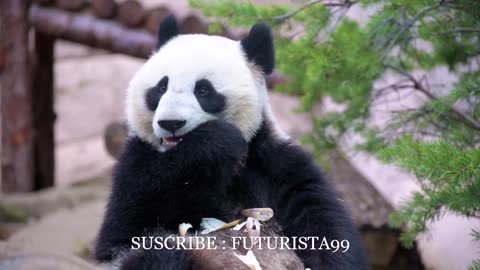 PANDA COMIENDO AZUCAR