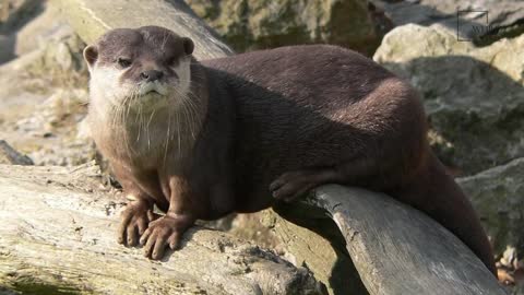 Interesting facts about African Clawless otter by weird square