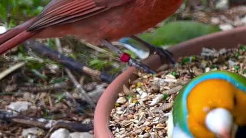 Finches and Softbills Bird Aviary