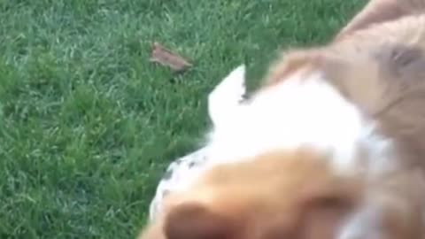 Cute corgi playing with baby