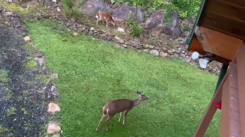 Deer 🦌 Fawn 🦌 Hummingbird NW NC at the Treehouse 🌳 Suzie has started to try solid foods #MAGA