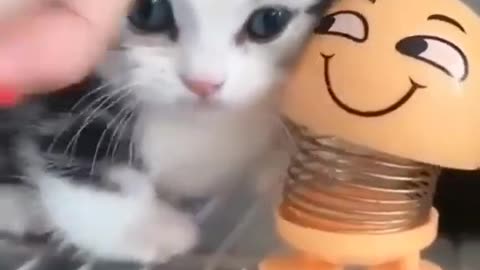 Adorable baby cats playing with new toy..