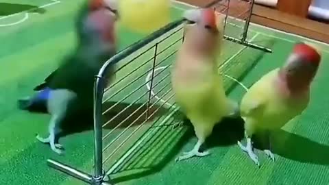 Birds playing basketball