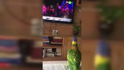 Hilarious dancing parrot loves to tap music dance