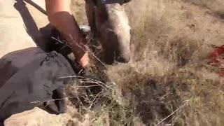 Rhino 911 video