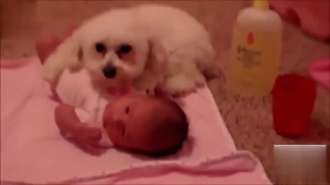 Cute Babies And Funny Dogs Compilation