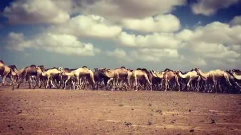 Herd Of Camels Travel Throw Desert