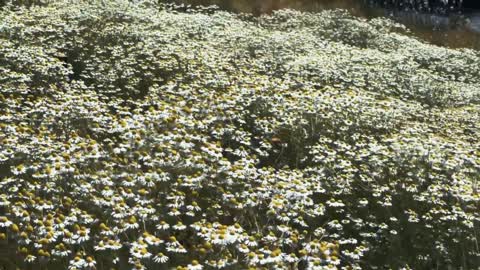 Chrysanthemums all over the mountains!