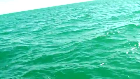 HUGE FISH GOLIATH GROUPER Eats Barracuda and Bonito in ONE BITE - Viral Fishing Video Must See!