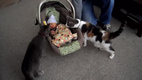 Cats playing new born babies for the first time