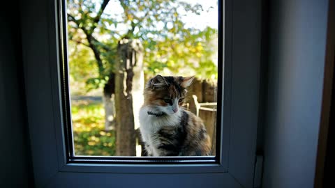 A cat meowing outside the window