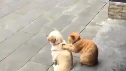 The cat massages the dog