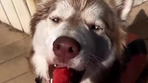 Dog eating food