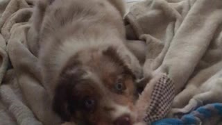 Cute little puppy plays tug of war for his plush bunny