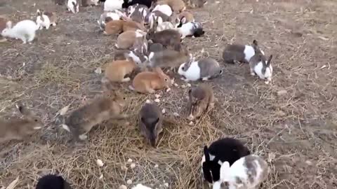 Funny video about free-range rabbits