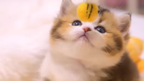 Cat video | CUTE Cat | Funny Cat