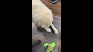 bored Great Pyrenees