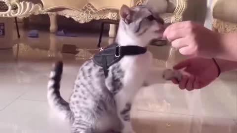 The Funniest Cat Videos That Will Keep You Laughing