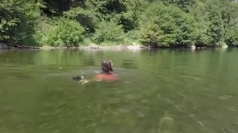 Baby duck swim