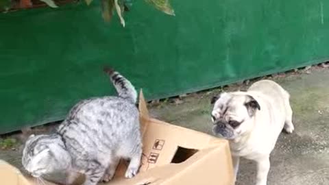Cat loves his box