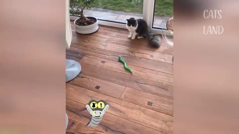 OMG So Cute Cats ♥ Best Funny Cat Videos 2021