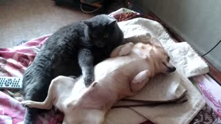 Cat sleeping in the arms of a dog