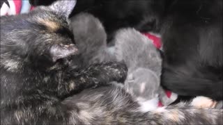 Both Parents Giving 3 Day Old Kittens a Bath with On-Lookers