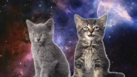 Cats in space 🐈👽