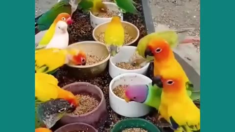 beautiful colorful birds #shorts #reels #priyostory #viralpage #funny #birds