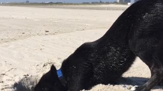 Black dog digging in sand at the beach