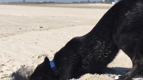 Black dog digging in sand at the beach