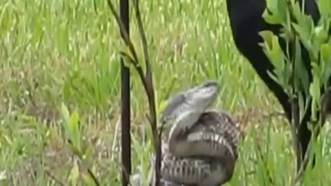 Crow Vs snake fighting footage video