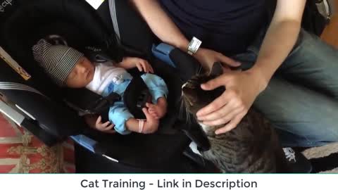 CATS meeting BABIES for the first time|See reactions|Compilation