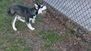 Husky puppy squeals in excitement upon owner's arrival