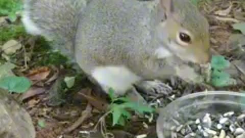 Must watch this cute and adorable squirrel 😍